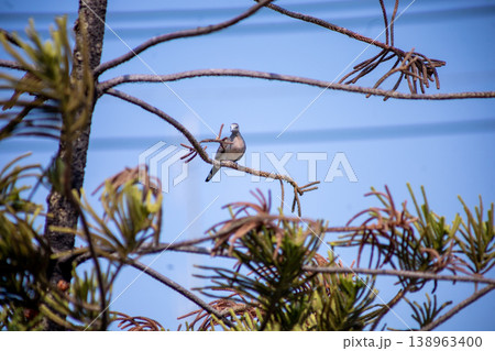 View of Zebra Dove, Barred Ground Dove on the Norfolk Island Pine branch, focus selective View of Zebra Dove, Barred Ground Dove on the Norfolk Island Pine branch, focus selective 138963400