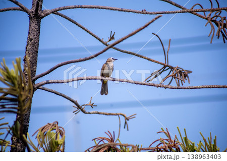 View of Zebra Dove, Barred Ground Dove on the Norfolk Island Pine branch, focus selective View of Zebra Dove, Barred Ground Dove on the Norfolk Island Pine branch, focus selective 138963403