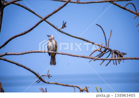 View of Zebra Dove, Barred Ground Dove on the Norfolk Island Pine branch, focus selective View of Zebra Dove, Barred Ground Dove on the Norfolk Island Pine branch, focus selective 138963405