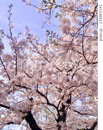 満開の桜 138963541