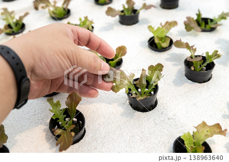 Farmer checking hydroponic red oak up in plant nursery farm. organic salad vegetable. 138963640