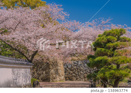 白壁と満開の桜 白壁と満開の桜 138963774