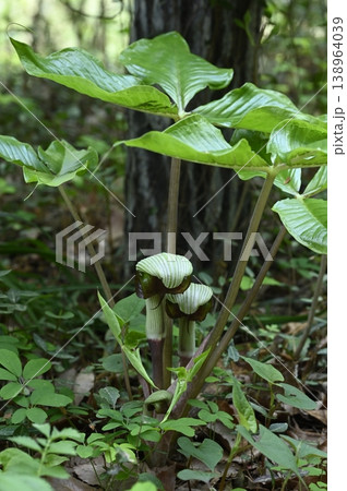 雑木林の林縁に咲くムサシアブミの花 雑木林の林縁に咲くムサシアブミの花 138964039