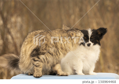 Tabby cat interacting with papillon puppy Tabby cat interacting with papillon puppy 138964468