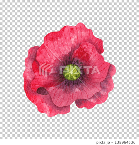 Red poppy bud, isolated watercolor illustration. Colorful wildflowers. Blooming botany hand drawn in a simple, vibrant style for invitations, greeting cards, and packaging. Red poppy bud, isolated watercolor illustration. Colorful wildflowers. Blooming botany hand drawn in a simple, vibrant style for invitations, greeting cards, and packaging. 138964536