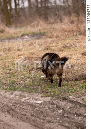 Black and Tan Dog Sniffing the Ground in a Natural Outdoor Meadow During Springtime Black and Tan Dog Sniffing the Ground in a Natural Outdoor Meadow During Springtime 138964785