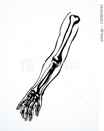 Vector drawing. Bones of the arm and shoulder Vector drawing. Bones of the arm and shoulder 138965042