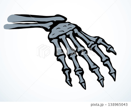 Vector drawing. Bones of the hand 138965043