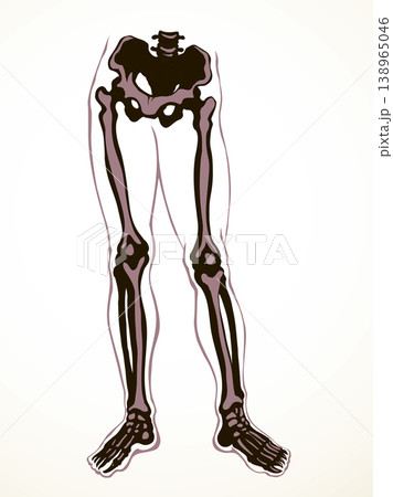 Vector drawing. Bones of the leg Vector drawing. Bones of the leg 138965046