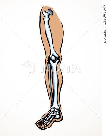Vector drawing. Bones of the leg 138965047