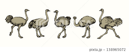 Vector drawing. Ostrich in the steppe 138965072