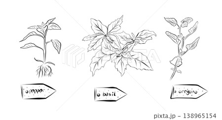 Outline drawing of plants with labels pepper, basil, oregano. Outline drawing of plants with labels pepper, basil, oregano. 138965154
