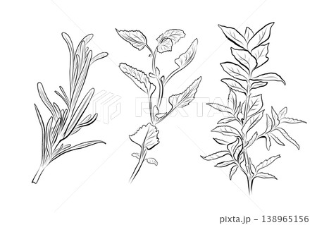 A plant outline drawing, a set of herbs mint, rosemary, basil. 138965156