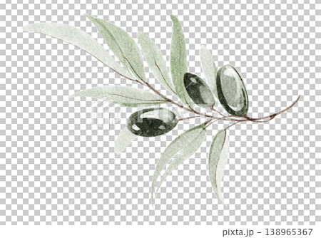 Olive branch watercolor hand painted illustration with leaves and olive berries. Olive branch botanical element isolated design with twig detail. Decoration for wedding invitation, label, card design. Olive branch watercolor hand painted illustration with leaves and olive berries. Olive branch botanical element isolated design with twig detail. Decoration for wedding invitation, label, card design. 138965367