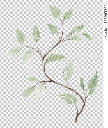 Branch watercolor hand painted illustration with green leaves and foliage. Branch isolated botanical element with twig detail on white background. Design element for invitation, postcard, decoration. 138965369