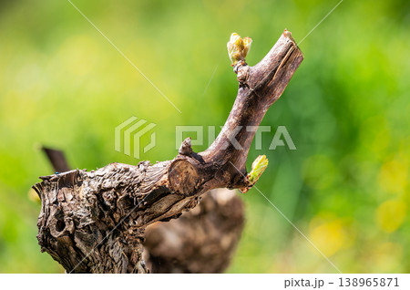 Drops of sap on vine branches in spring. Agriculture. Drops of sap on vine branches in spring. Agriculture. 138965871