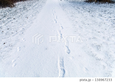 Snowy forest path with single human footprints 138967233