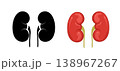 Kidney icon. Internal organ anatomy and health concept. Vector illustration for medical design or biology study 138967267