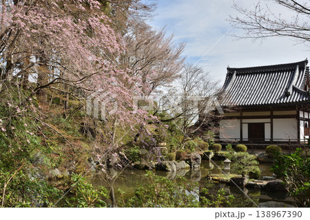 春の善峯寺 薬師堂裏の庭園とサクラ(京都市西京区) 春の善峯寺 薬師堂裏の庭園とサクラ(京都市西京区) 138967390