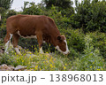 A cow chews grass and a little calf drinks milk on a foggy morning 138968013