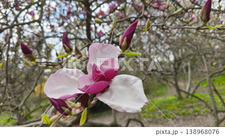 Pink Magnolia liliiflora flowers on branches, close-up. A spring scene in a botanical garden, seasonal renewal, a calm and serene atmosphere. 138968076