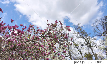 Blooming Magnolia liliiflora tree branches against blue sky with light clouds in spring. Botanical garden setting, fresh growth, seasonal transition, peaceful outdoor view 138968086
