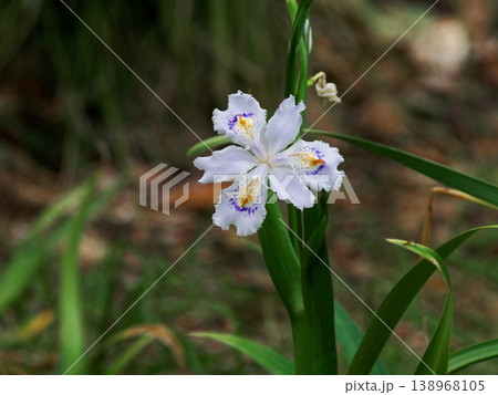 アヤメ科の多年草シャガの開花 138968105