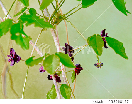 アケビ科の落葉性つる植物 ミツバアケビの雄花と雌花 アケビ科の落葉性つる植物 ミツバアケビの雄花と雌花 138968157