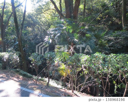 2014年・香川・観音寺・八幡・風景・琴引公園・其の九十四 138968198