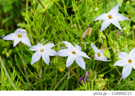 ヒガンバナ科ハナニラの花 ヒガンバナ科ハナニラの花 138968215