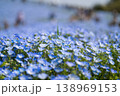ネモフィラと輝き 138969153