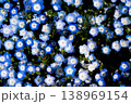 ネモフィラと光 138969154