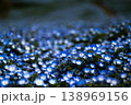 ネモフィラ 138969156