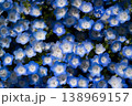ネモフィラ 138969157