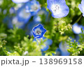 青いネモフィラ 138969158