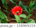 紅い花 138969159