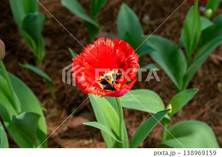 紅い花 紅い花 138969159