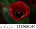 ほの暗い赤 138969160