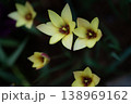 花 138969162