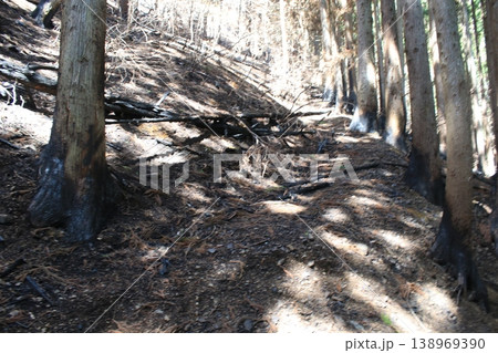 登山道　火事　跡 138969390