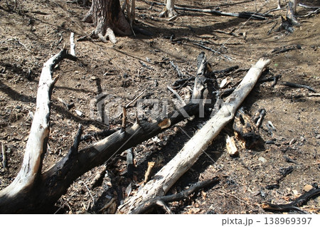 登山道 火事 跡 登山道 火事 跡 138969397