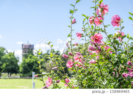 ムクゲ シングルレッド 百合が原公園 札幌市 ムクゲ シングルレッド 百合が原公園 札幌市 138969465