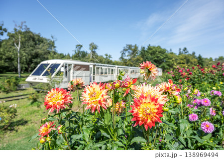 ダリア ファンフェア　百合が原公園　札幌市 138969494