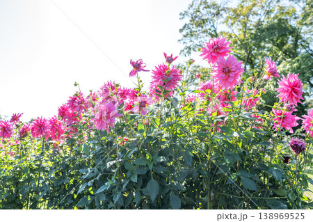 ダリア 音江桜 百合が原公園 札幌市 ダリア 音江桜 百合が原公園 札幌市 138969525