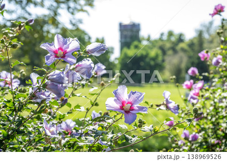 ムクゲ 夏空 百合が原公園 札幌市 ムクゲ 夏空 百合が原公園 札幌市 138969526