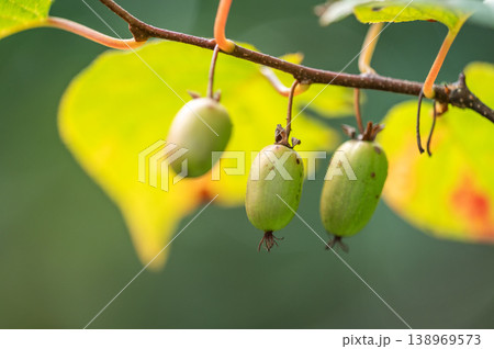 一才サルナシ　滝野すずらん丘陵公園　札幌市 138969573