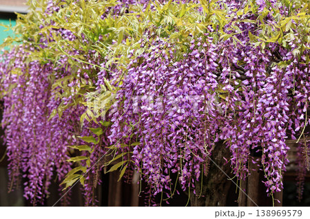 満開に咲く藤棚の花房 満開に咲く藤棚の花房 138969579