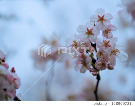 雨上がりの3月の日没直前に撮影した桜「染井吉野(ソメイヨシノ)」 雨上がりの3月の日没直前に撮影した桜「染井吉野(ソメイヨシノ)」 138969721