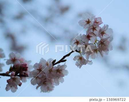 雨上がりの3月の日没直前に撮影した桜「染井吉野(ソメイヨシノ)」 雨上がりの3月の日没直前に撮影した桜「染井吉野(ソメイヨシノ)」 138969722