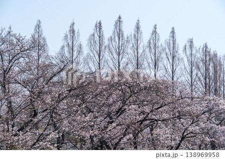 桜と並木 桜と並木 138969958
